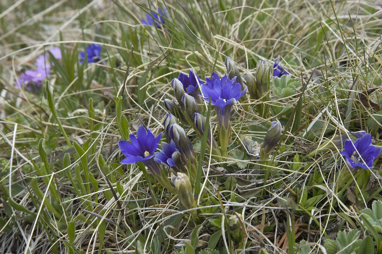 Image of Gentiana dshimilensis specimen.