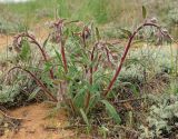 Onosma iricolor