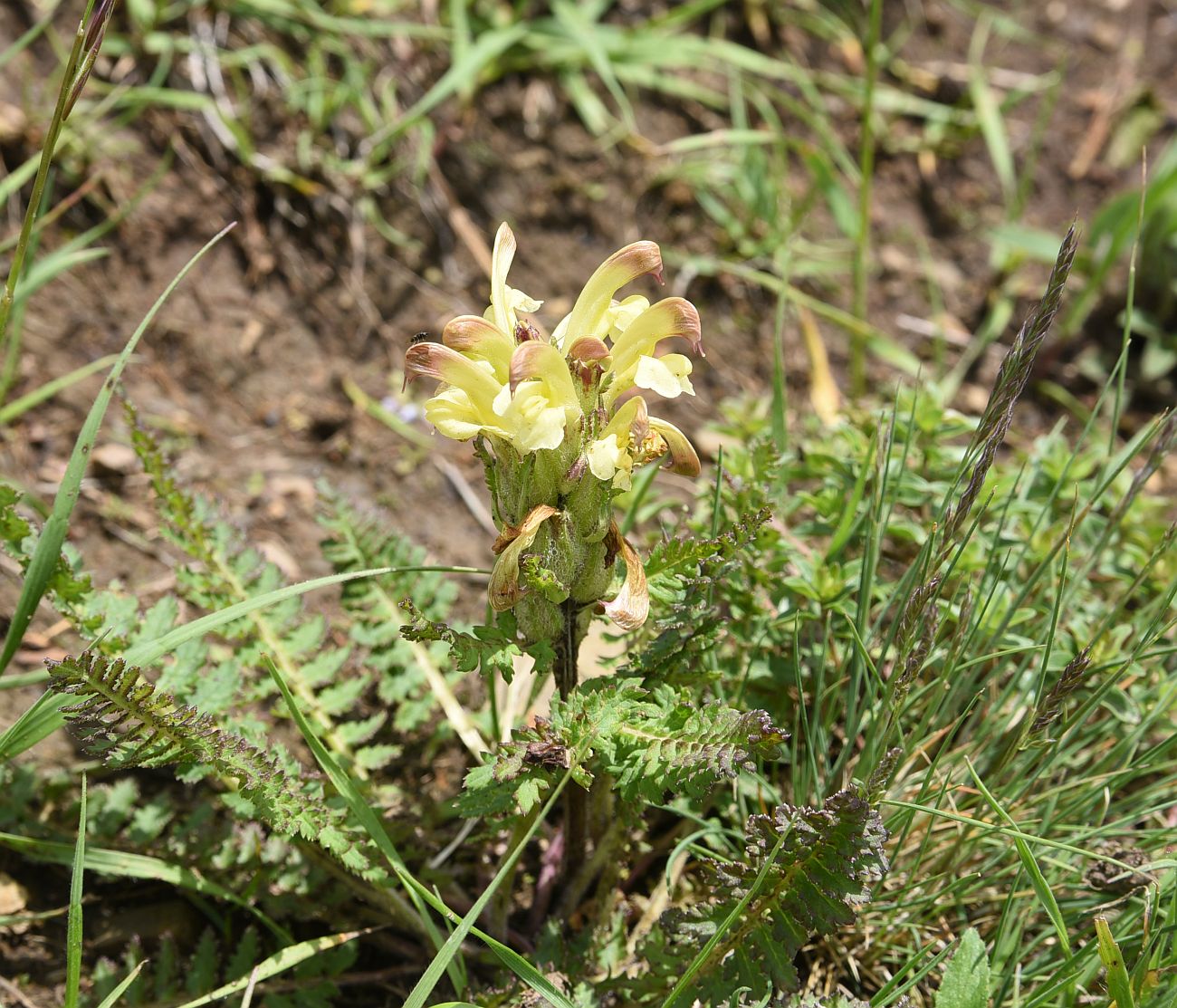 Изображение особи род Pedicularis.