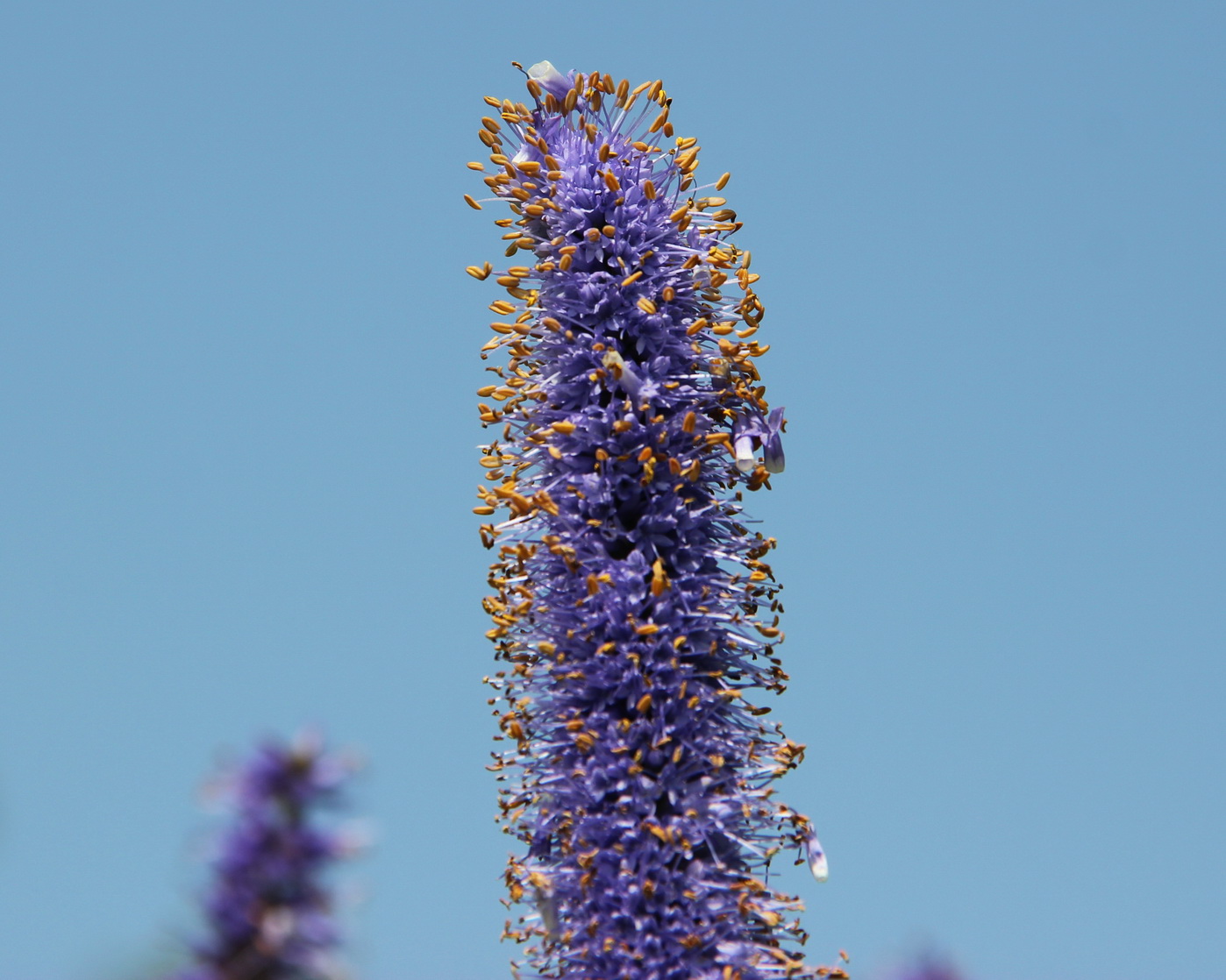 Image of Veronicastrum borissovae specimen.