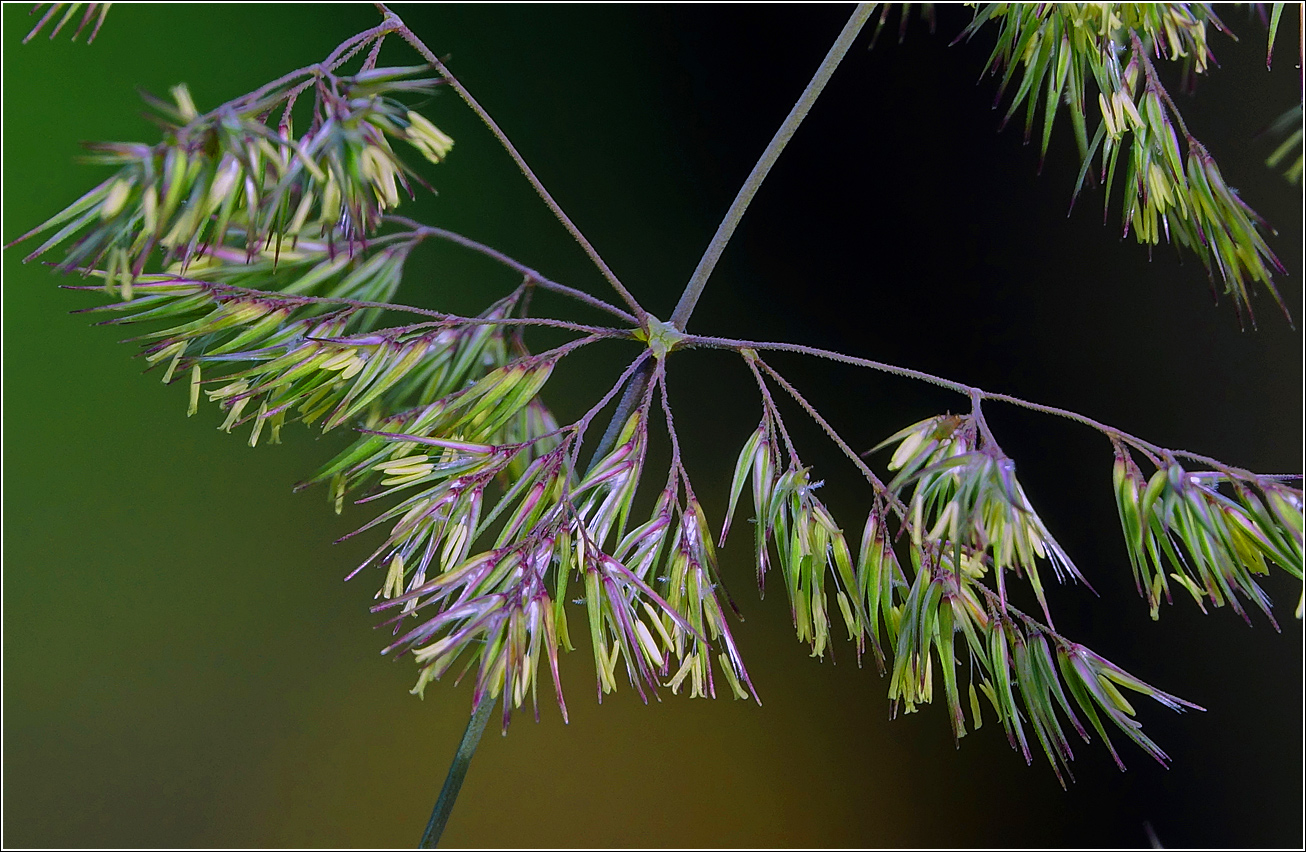 Изображение особи Calamagrostis epigeios.