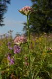 Astrantia maxima. Верхушки побегов с соцветиями. Республика Адыгея, Майкопский р-н, ок. 7 км к югу от с. Новопрохладное, хр. Ду-Ду-Гуш, выс. ок. 1570 м н.у.м., субальпийский луг. 30.07.2022.