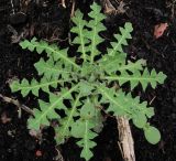 Sisymbrium altissimum