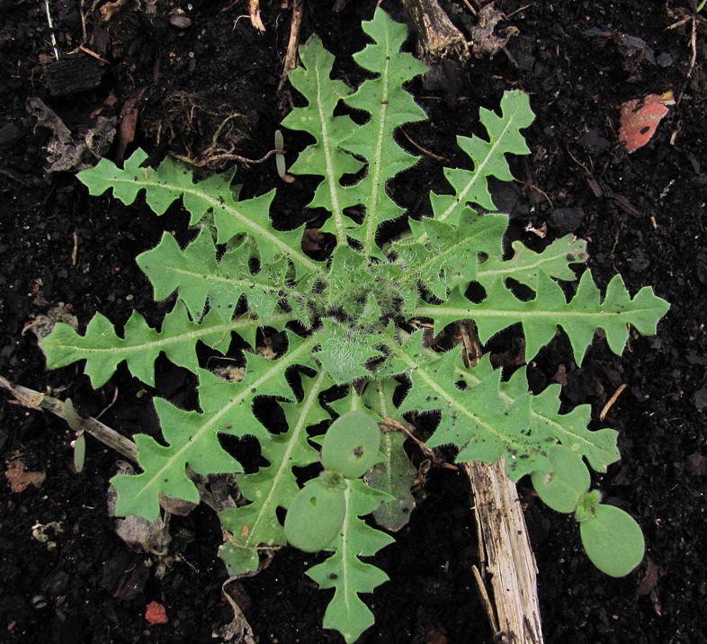 Image of Sisymbrium altissimum specimen.