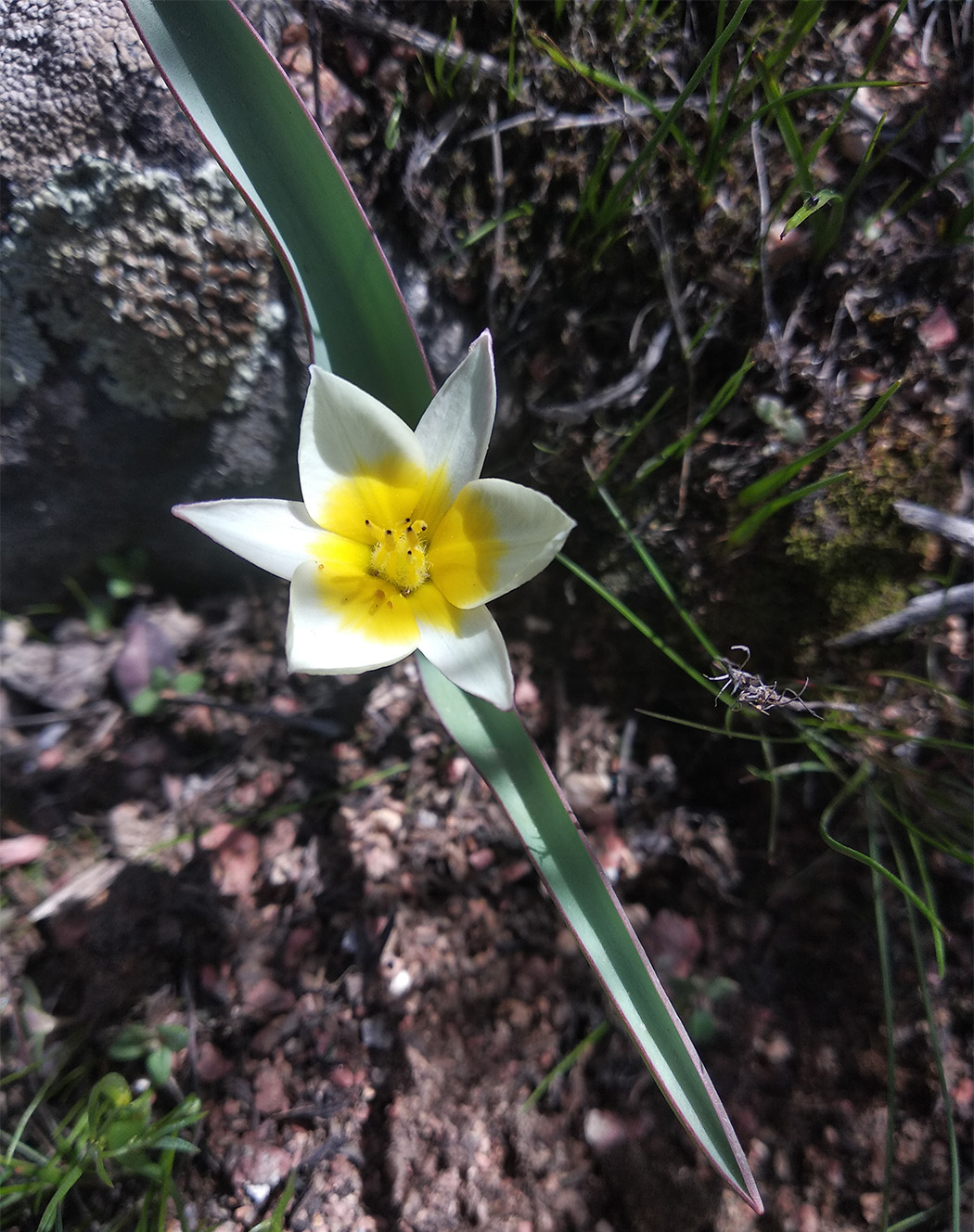 Изображение особи Tulipa turkestanica.