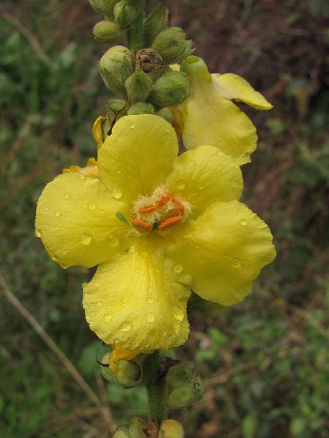 Изображение особи Verbascum phlomoides.