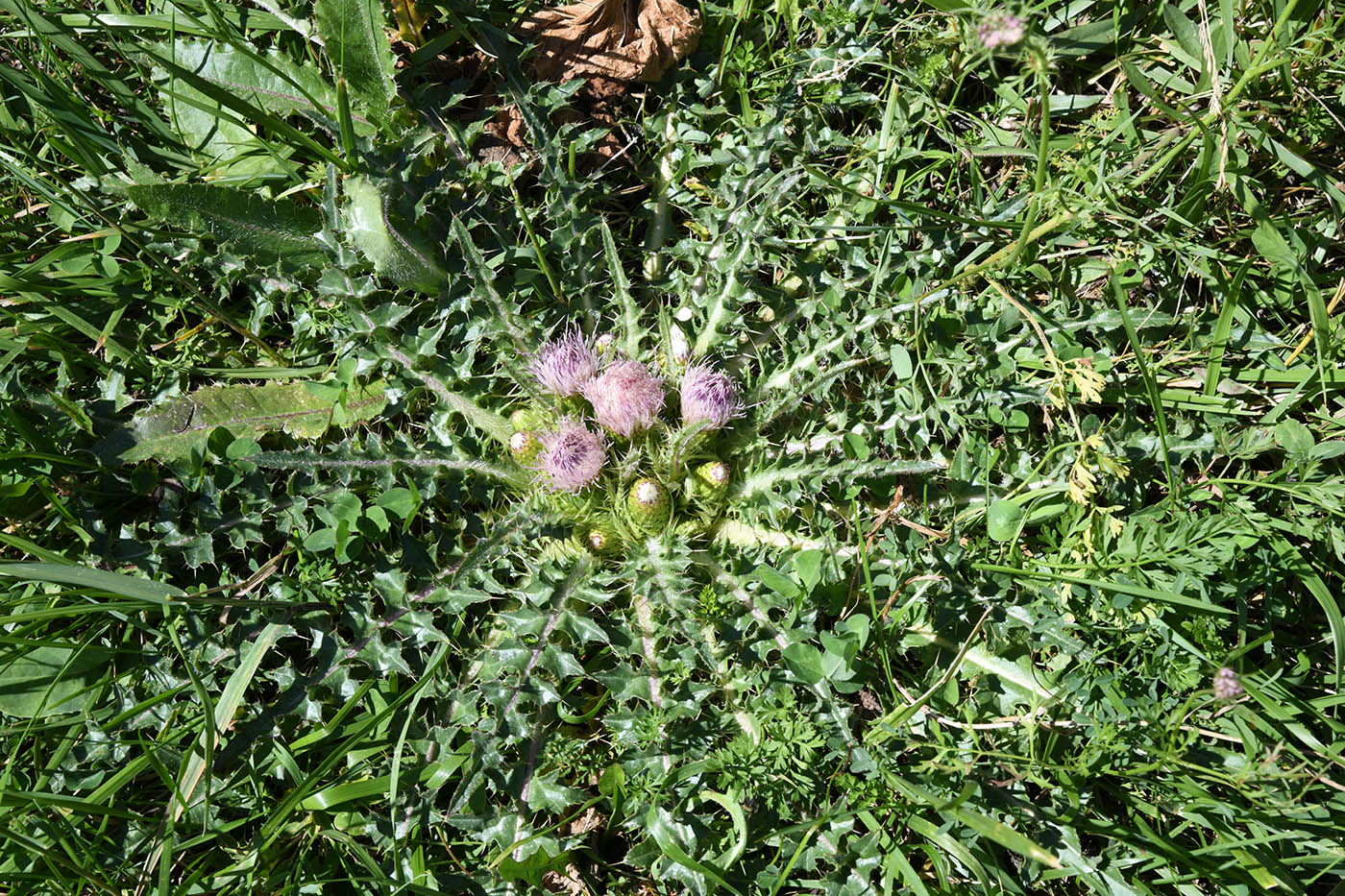 Image of Cirsium esculentum specimen.