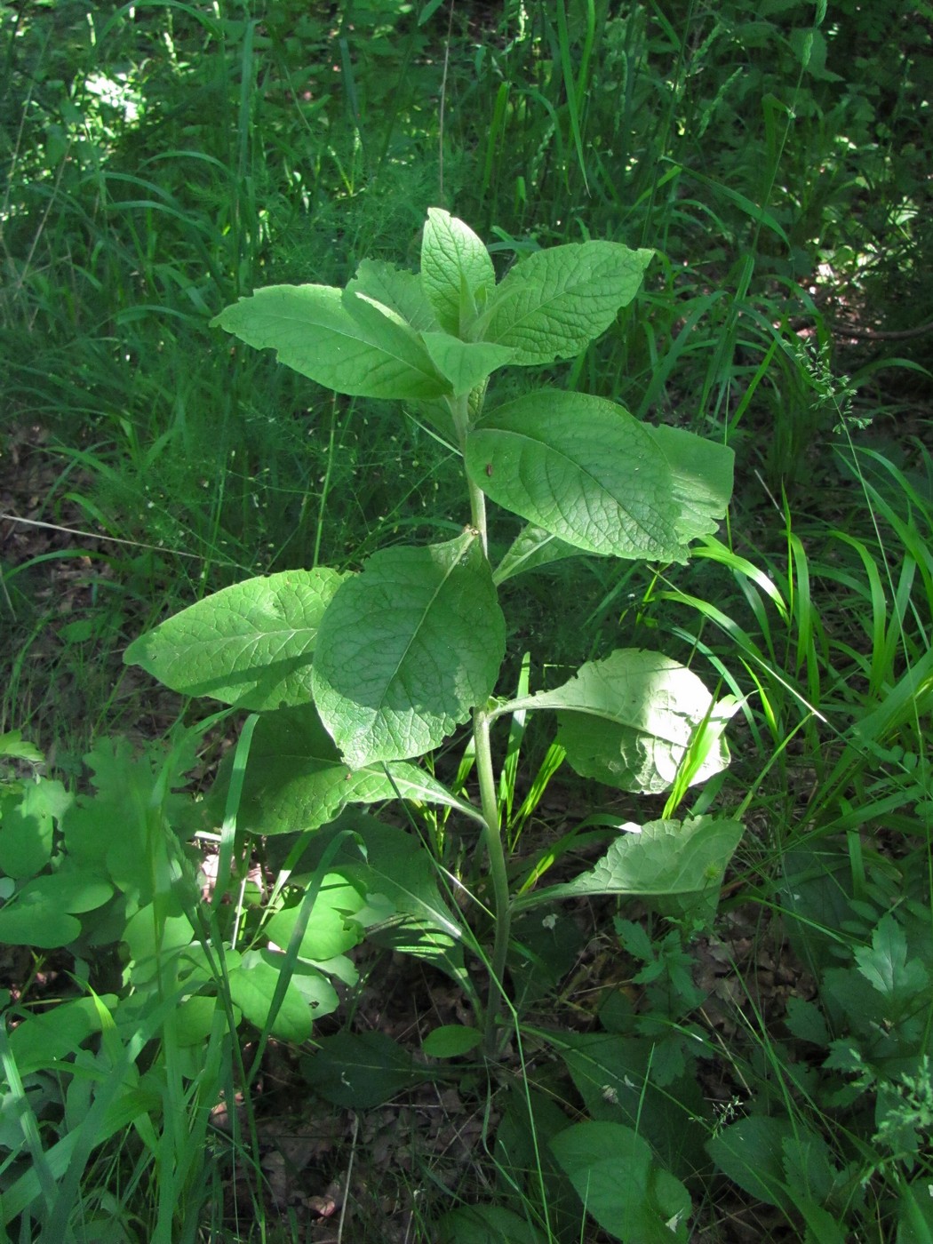 Изображение особи Inula conyza.