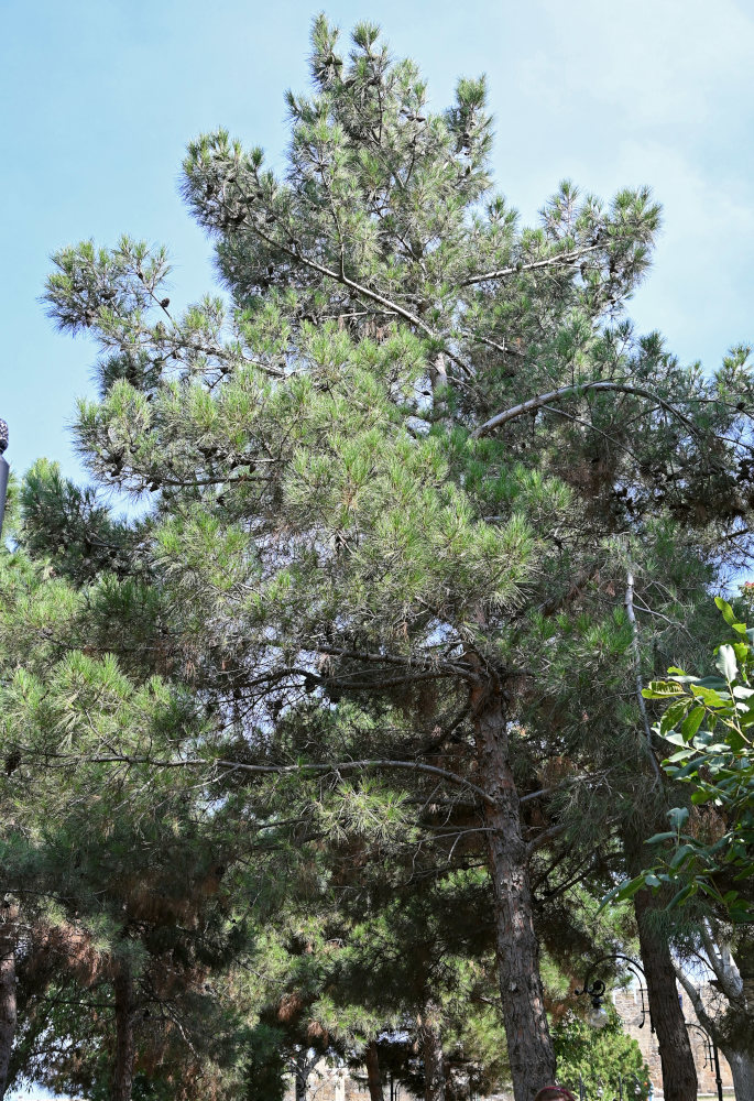 Изображение особи Pinus pityusa.