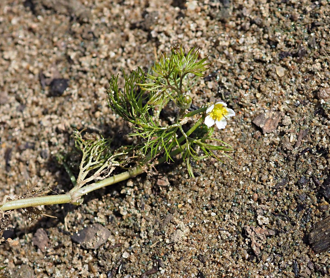 Image of Ranunculus rionii specimen.