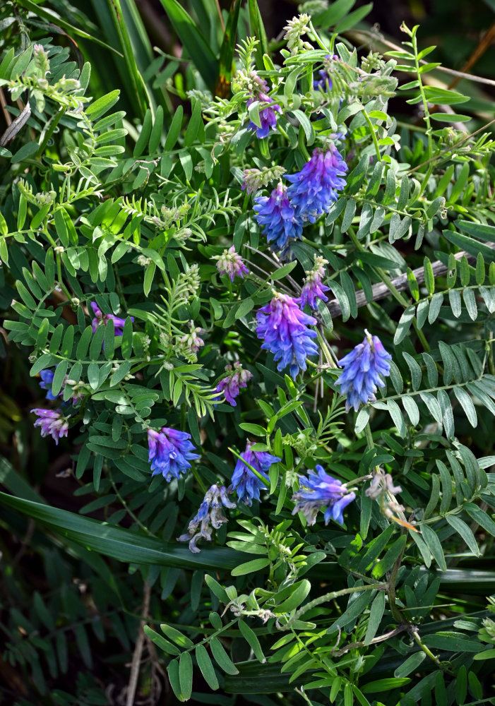 Изображение особи Vicia cracca.