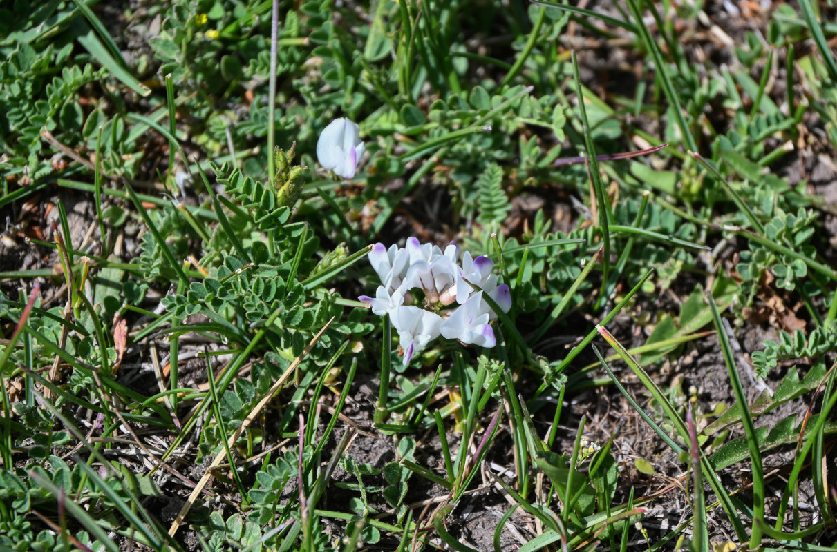 Image of Astragalus alpinus specimen.