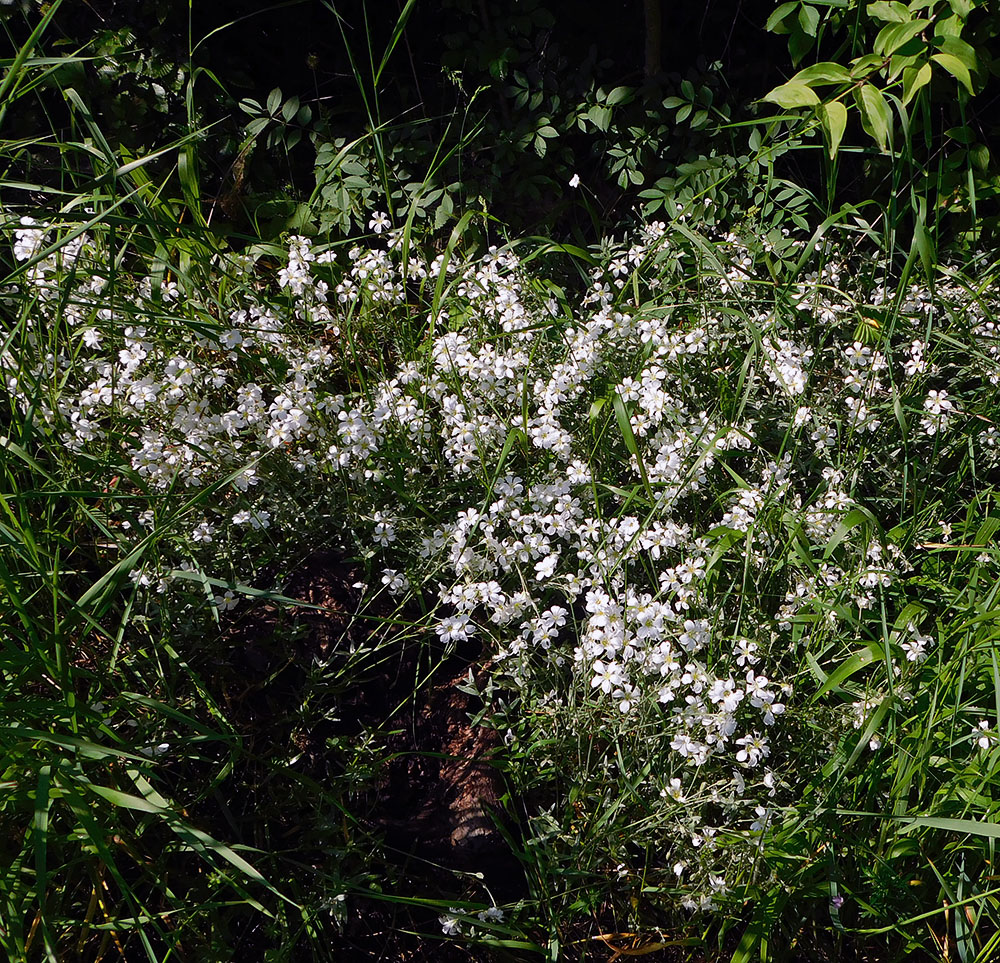 Image of Cerastium tomentosum specimen.