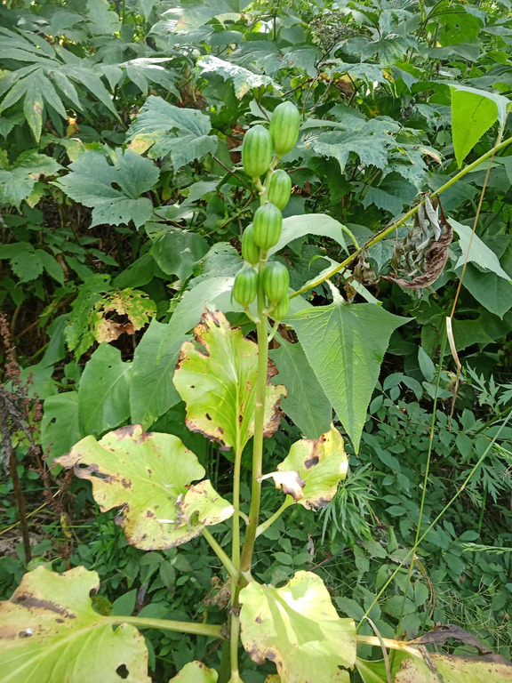 Image of Cardiocrinum cordatum specimen.