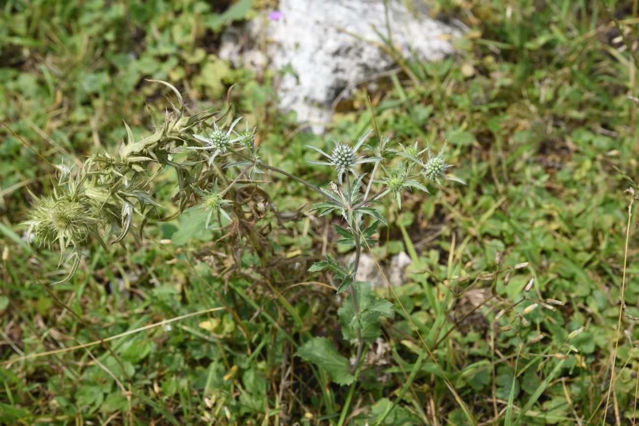 Image of Eryngium planum specimen.