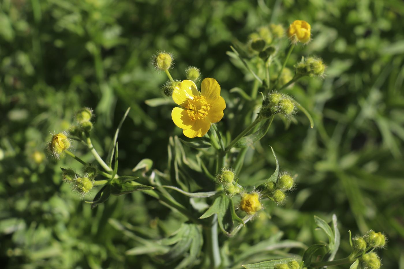 Изображение особи Ranunculus sericeus.