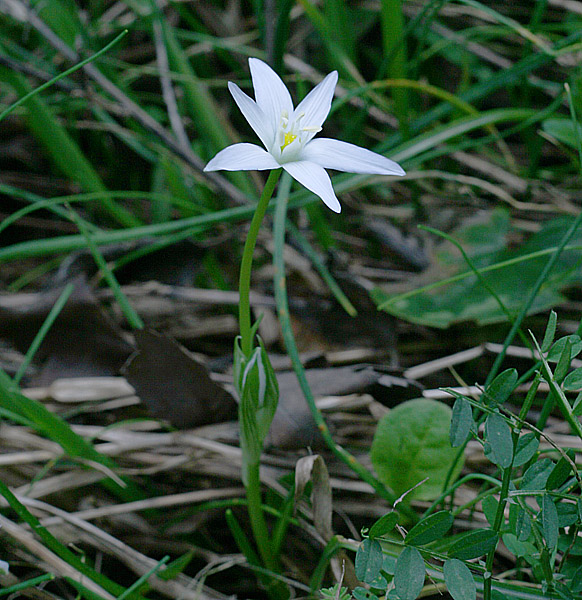 Изображение особи Ornithogalum woronowii.