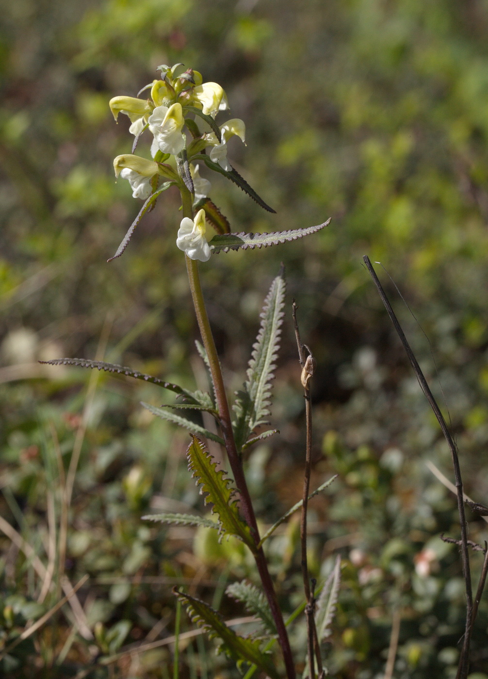 Изображение особи Pedicularis lapponica.