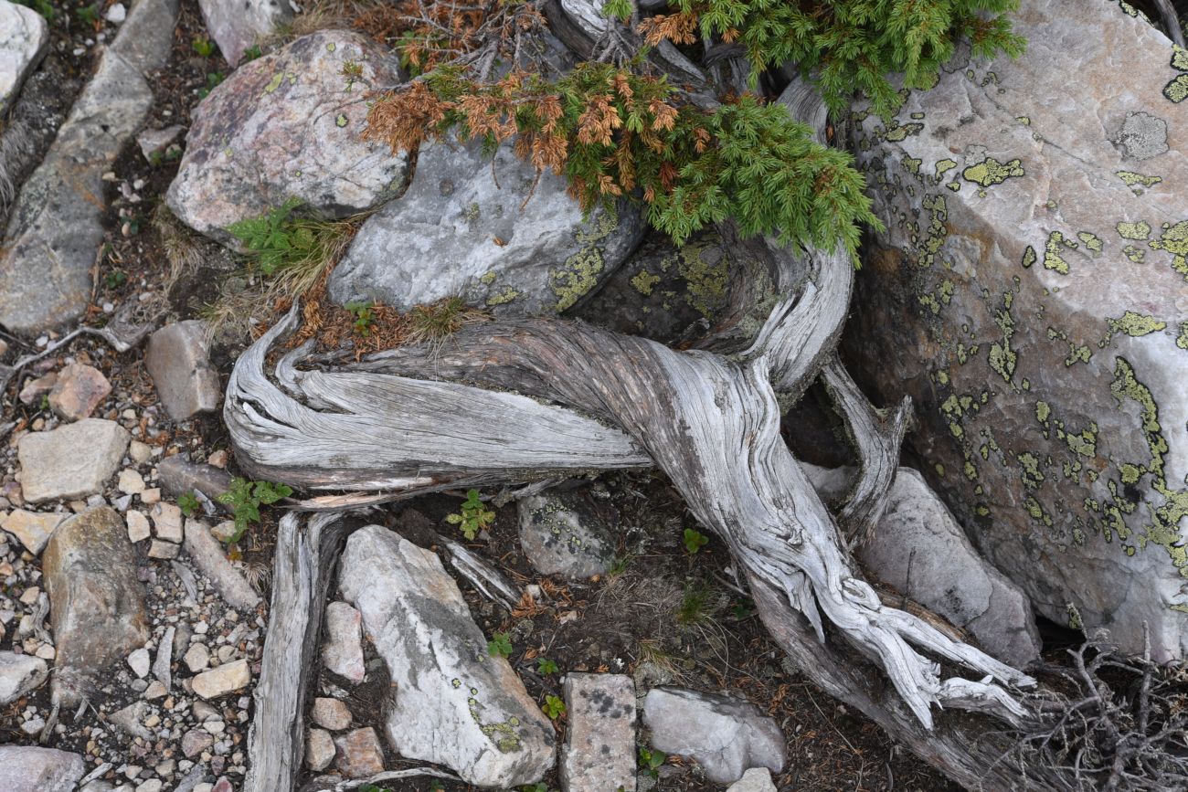 Image of Juniperus sibirica specimen.