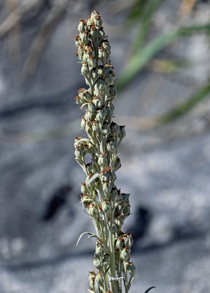 Изображение особи Artemisia stelleriana.