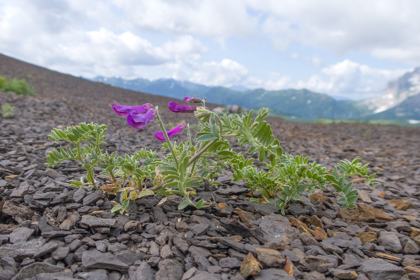 Изображение особи Vicia alpestris.