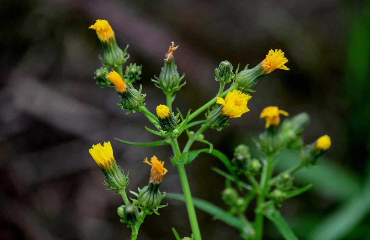 Изображение особи Picris japonica.