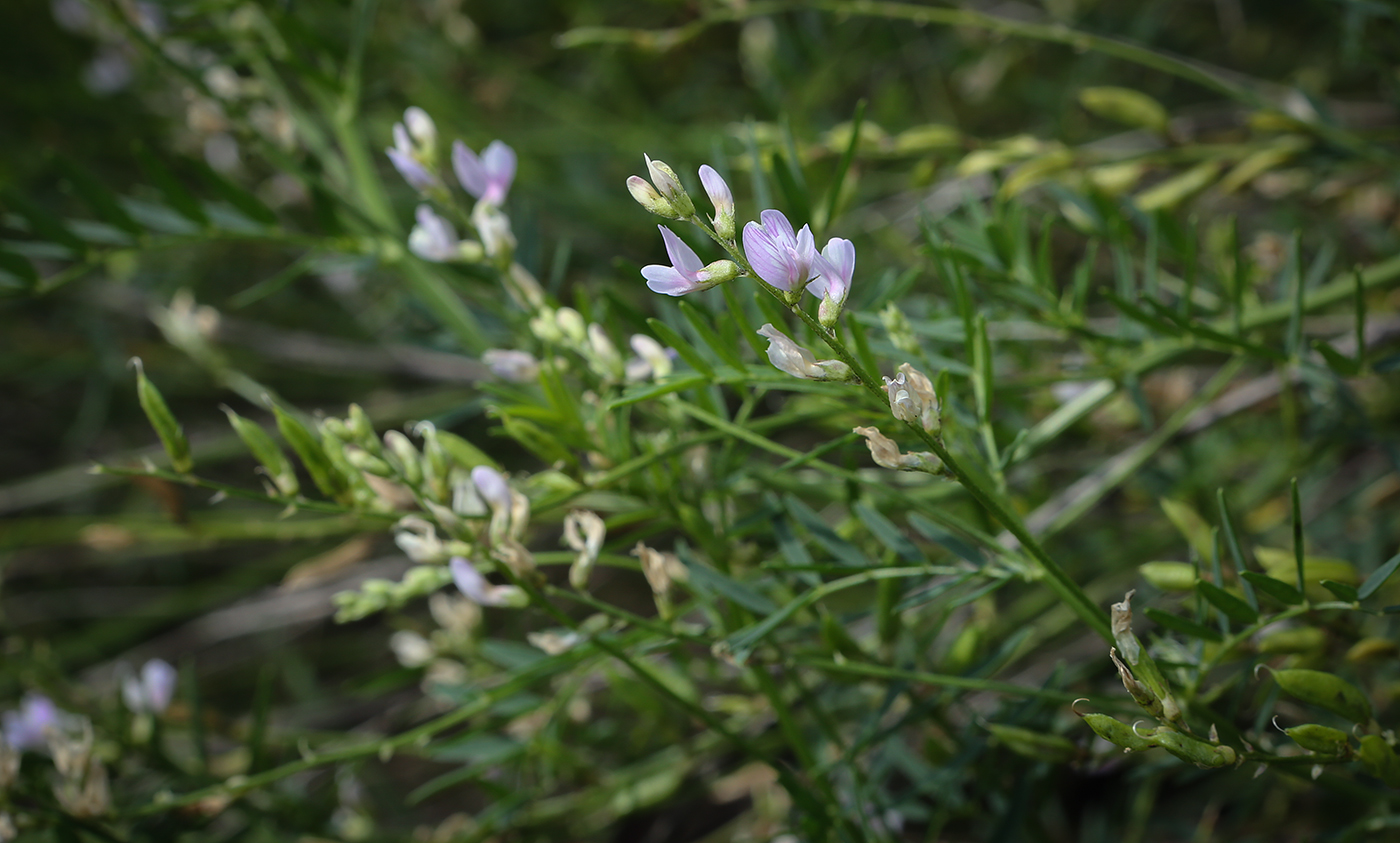 Изображение особи Astragalus sulcatus.