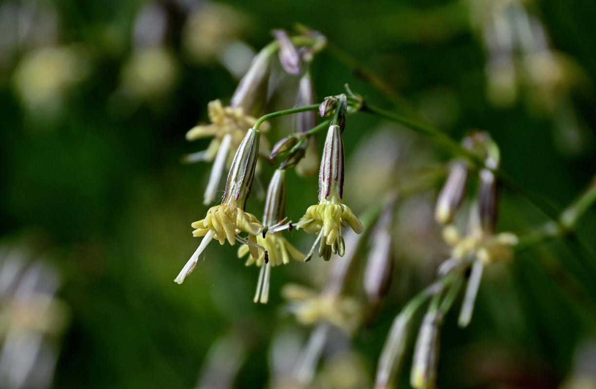 Изображение особи Silene saxatilis.