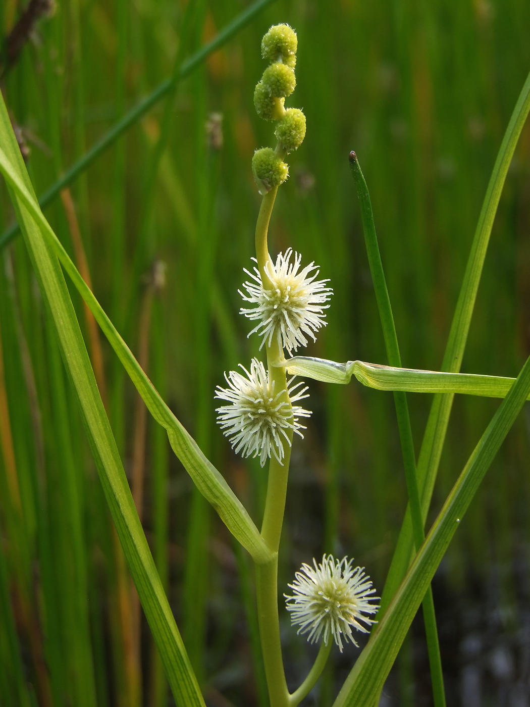 Image of Sparganium rothertii specimen.