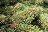 Смотреть изображение Picea pungens