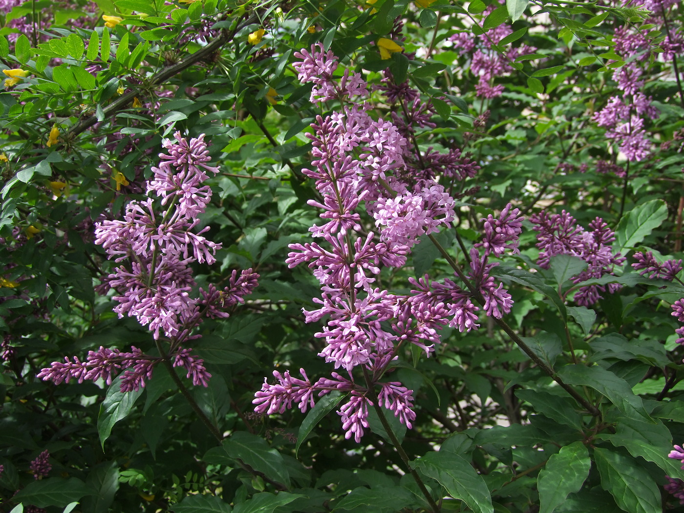 Image of Syringa josikaea specimen.