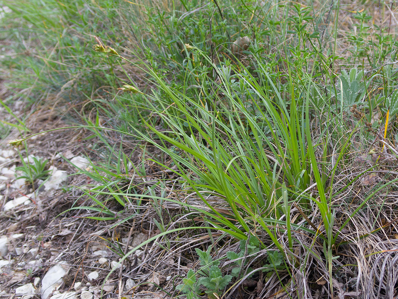 Изображение особи Carex halleriana.