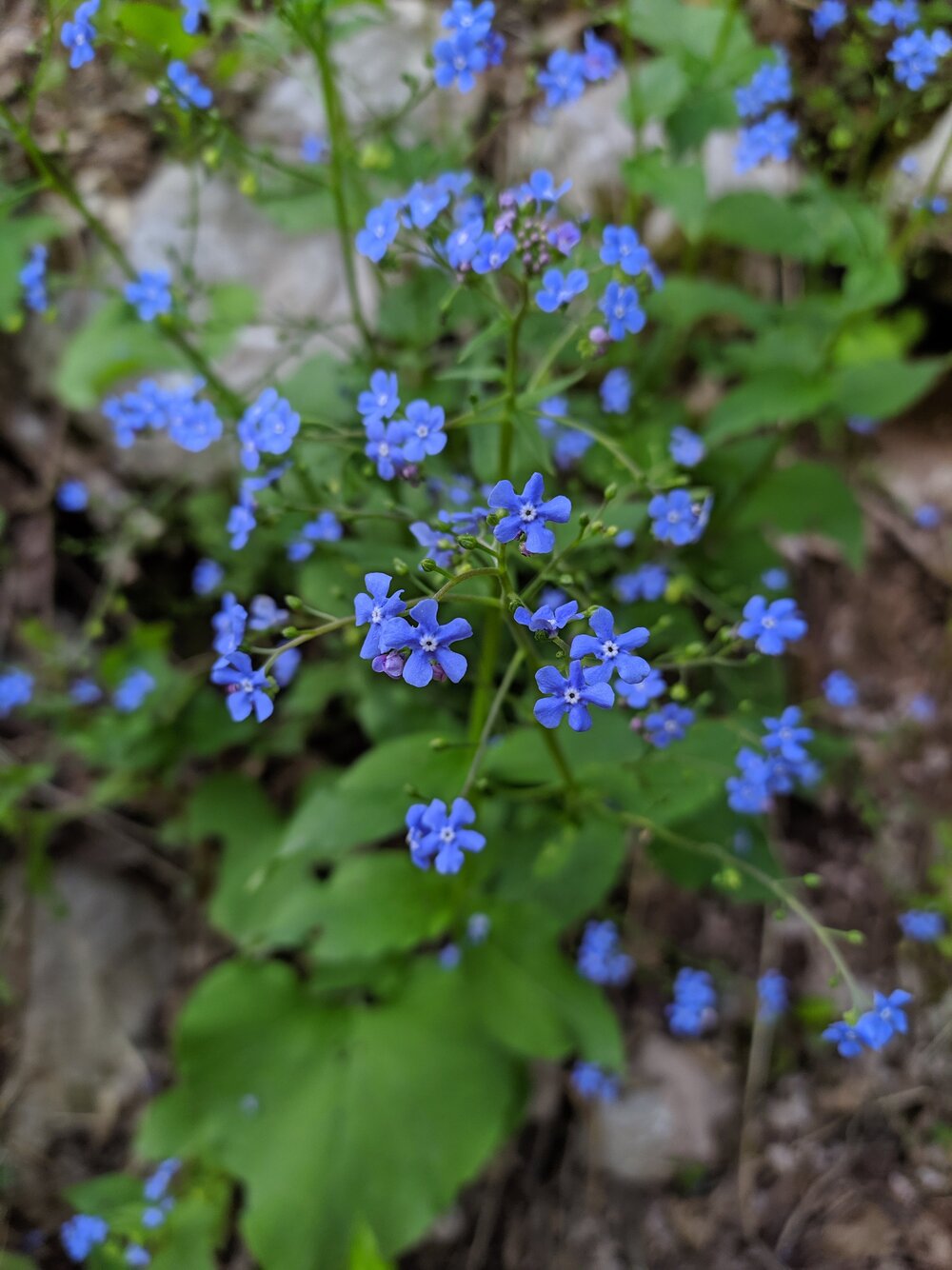 Изображение особи Brunnera macrophylla.