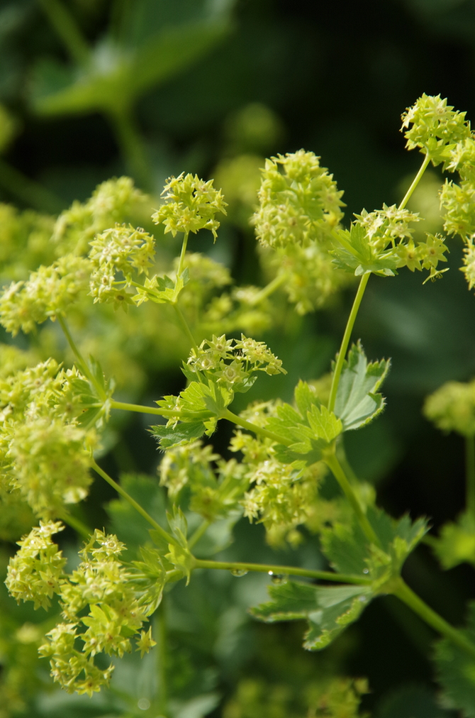 Изображение особи Alchemilla peristerica.