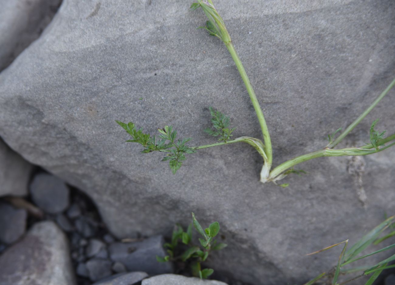 Image of familia Apiaceae specimen.