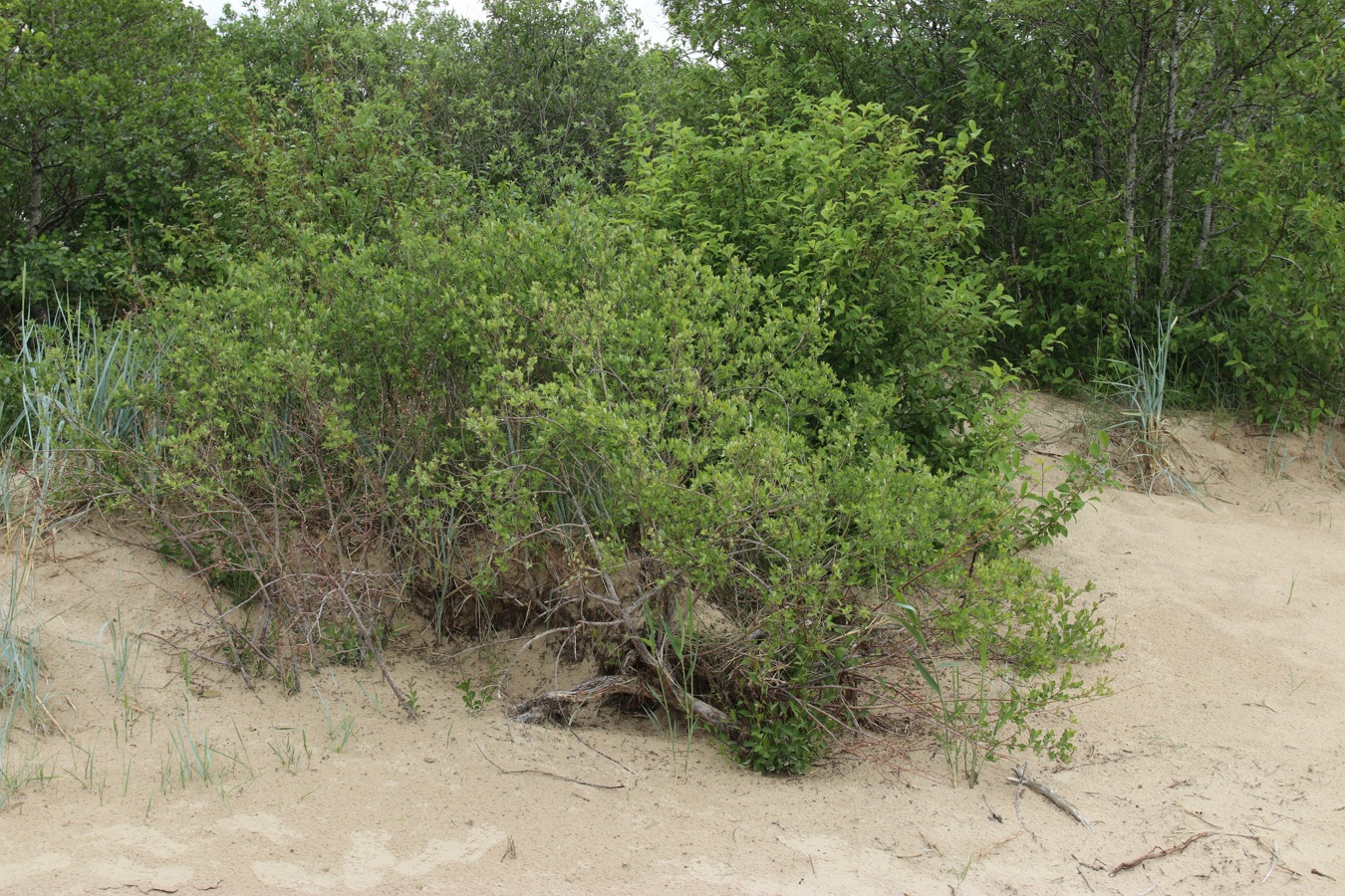 Image of Salix starkeana specimen.