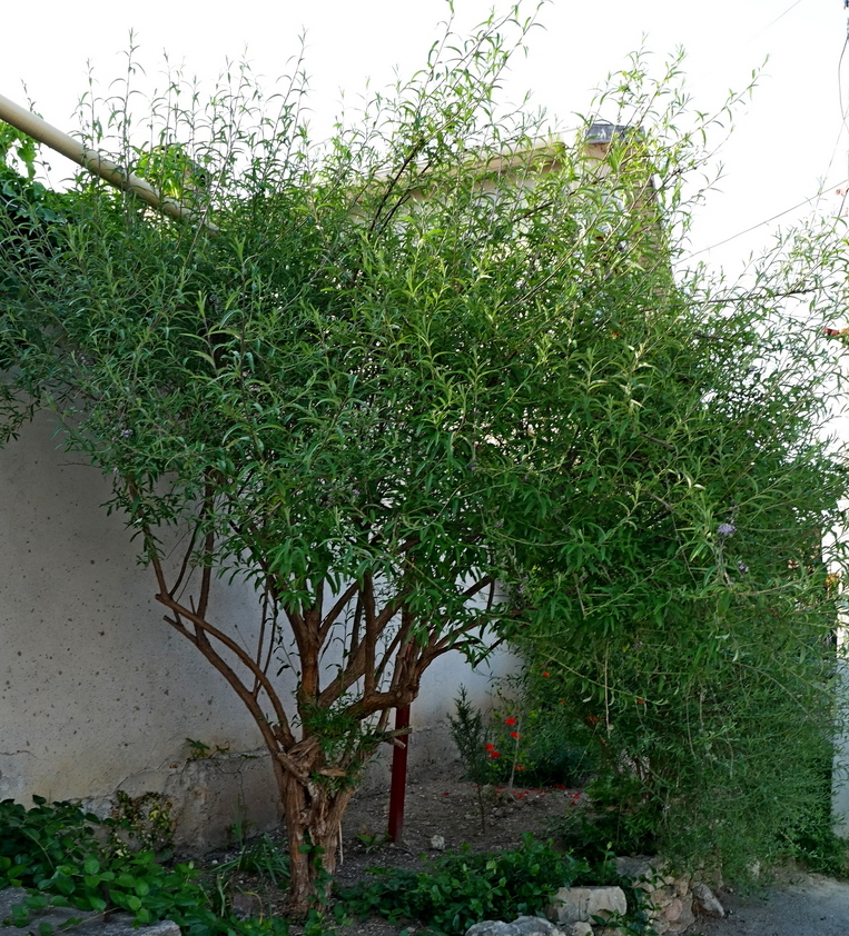 Image of genus Buddleja specimen.