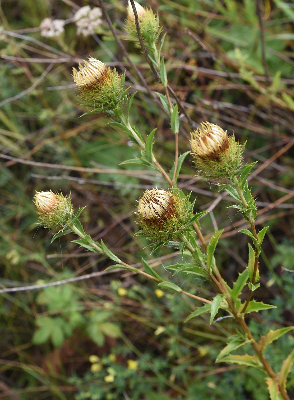 Изображение особи Carlina biebersteinii.