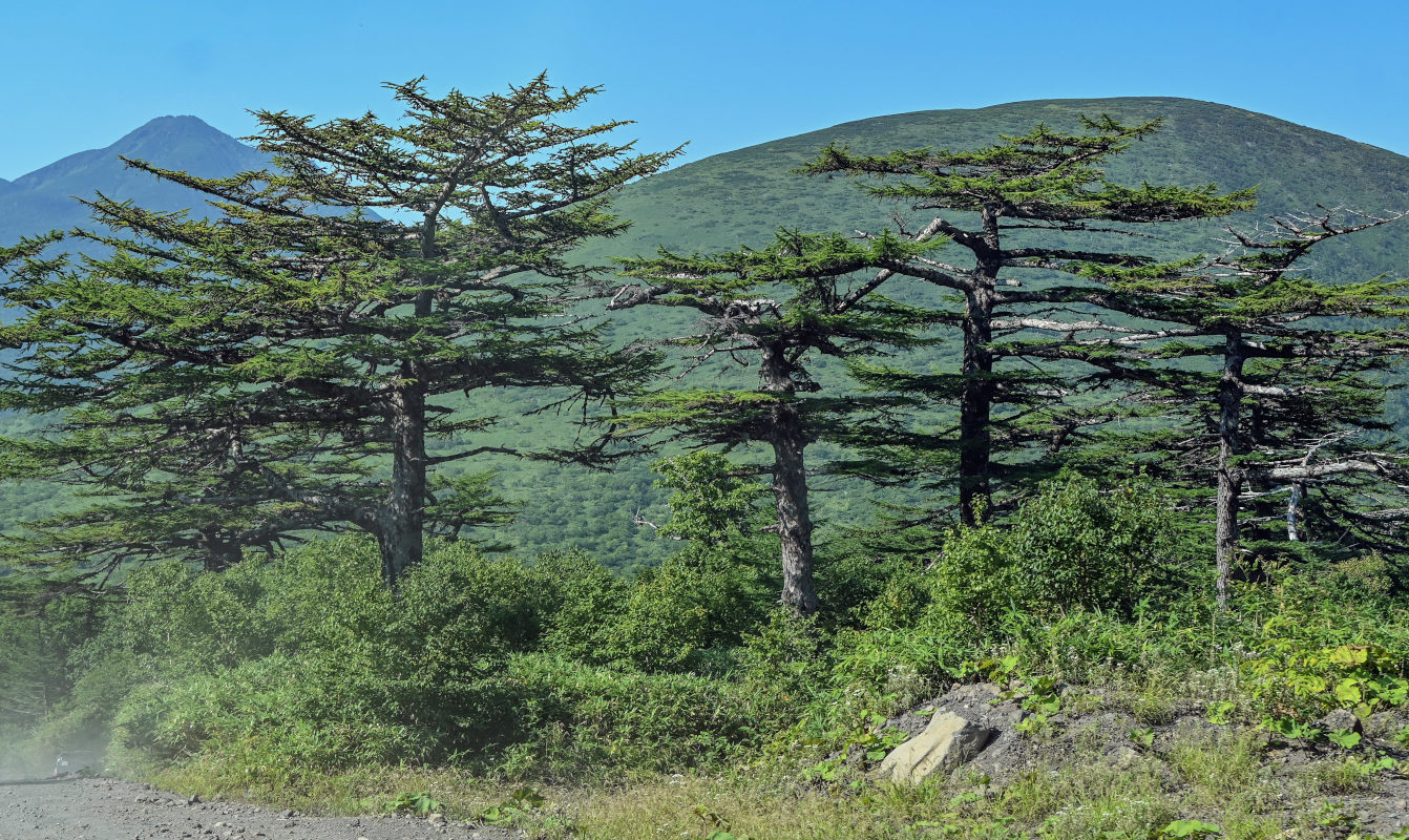 Image of Larix kamtschatica specimen.