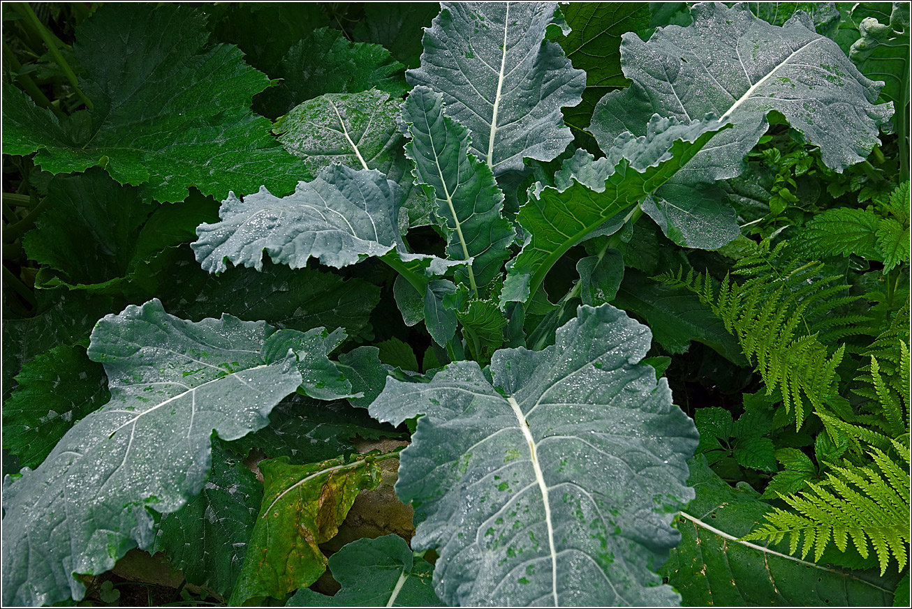 Изображение особи Brassica oleracea.