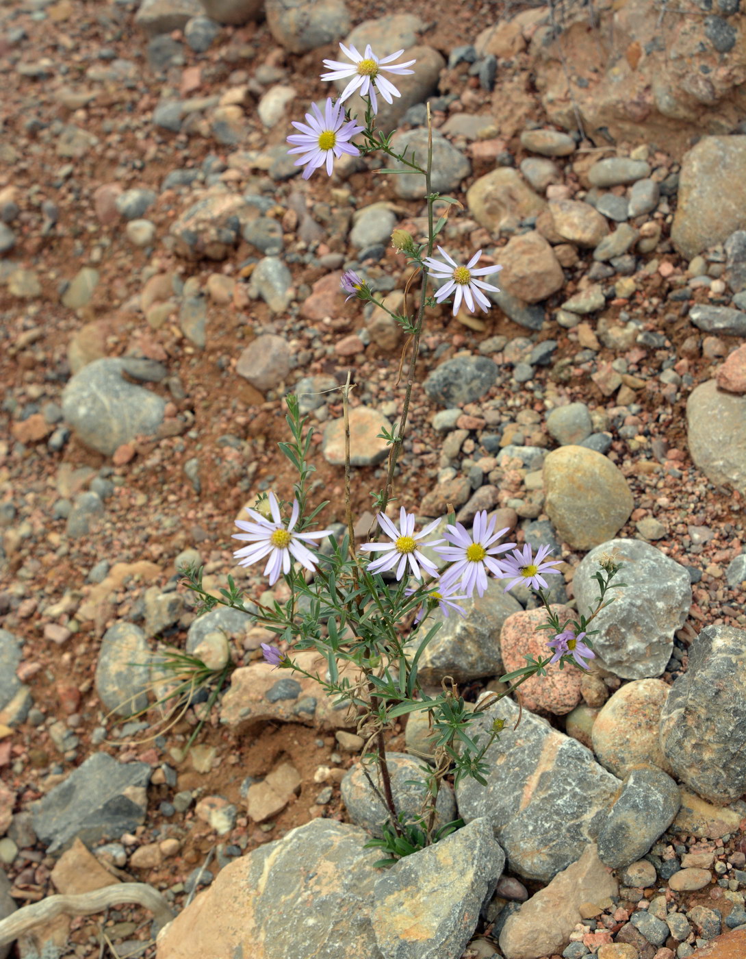 Image of genus Aster specimen.