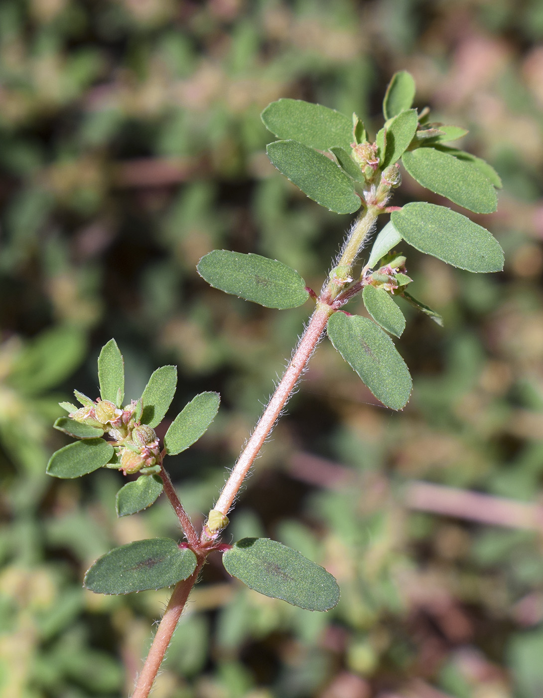 Image of Euphorbia maculata specimen.