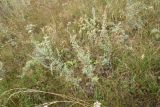 Artemisia absinthium