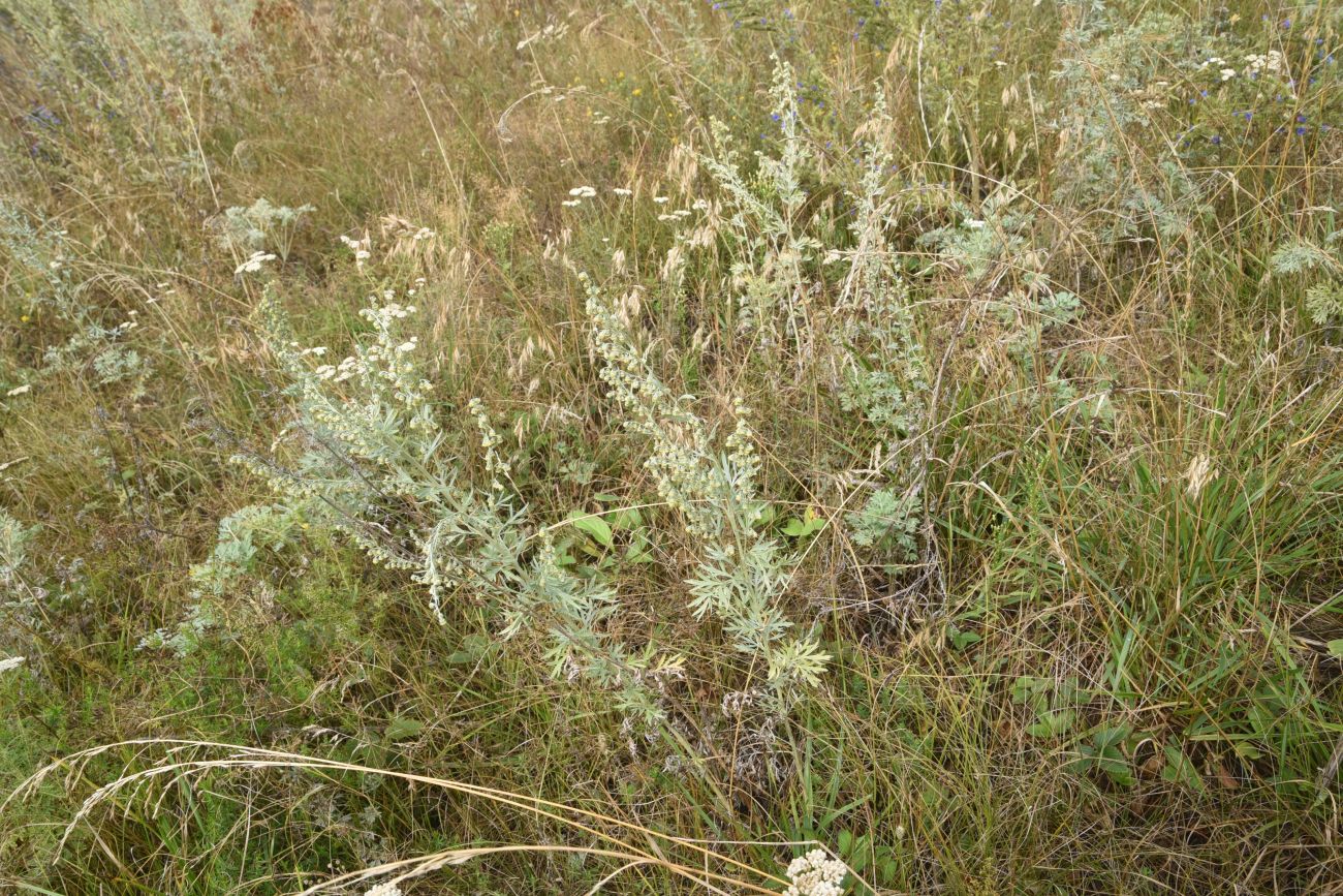 Image of Artemisia absinthium specimen.