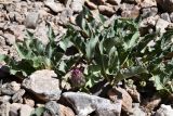 Klasea procumbens