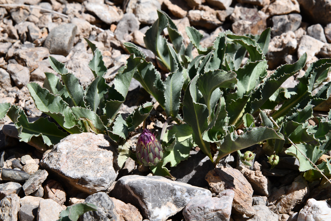 Image of Klasea procumbens specimen.