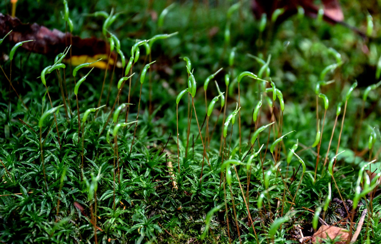 Image of Atrichum undulatum specimen.