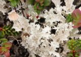 View full-size image Flavocetraria nivalis