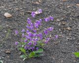 Campanula rapunculoides