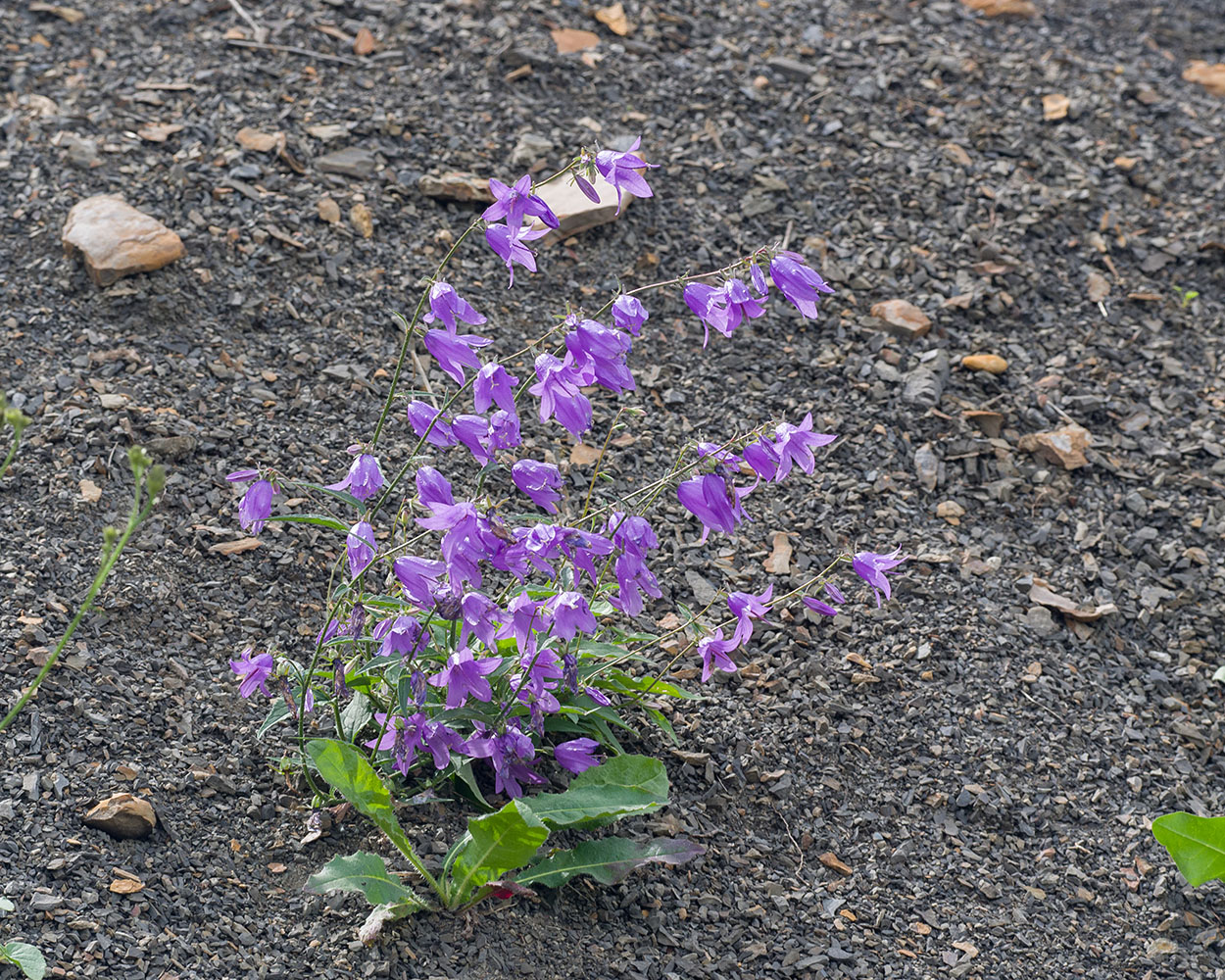 Image of Campanula rapunculoides specimen.